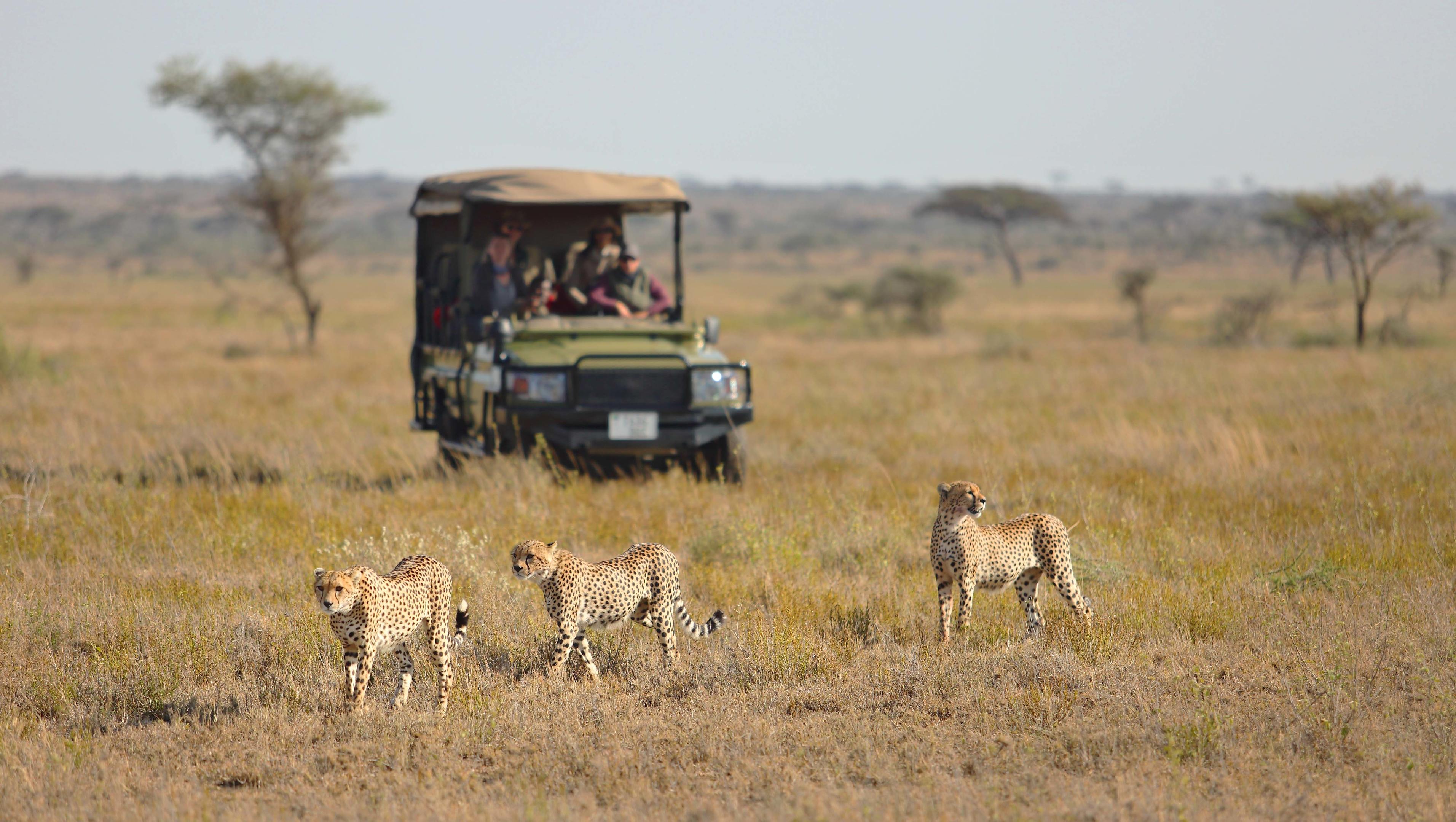 Namiri Plains Retreat thumbnail 11
